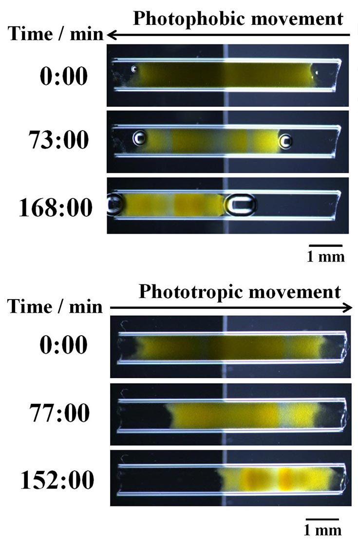 Two images showing gels moving towards or away from brighter regions. Each image shows the movement over time in minutes.  The upper diagram shows Photophobic movement. The bottom image shows Phototropic movement