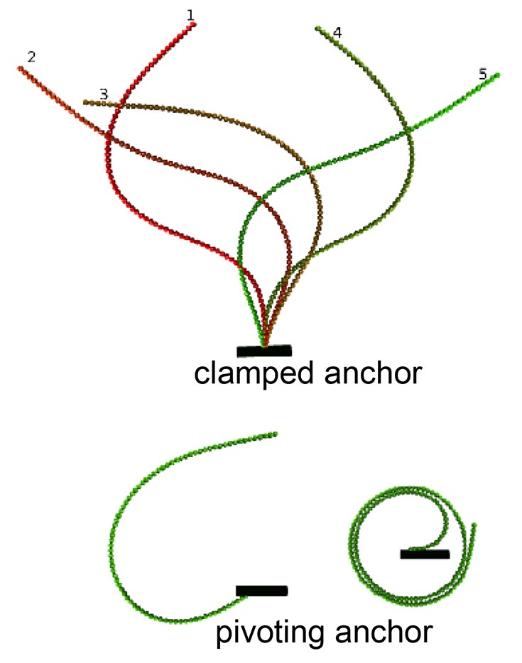 Upper diagram is of a semi-flexible filament anchored at one end and comprised of connected, self-propelled spheres.  In this diagram there are 5 lines in reds and greens  and labeled 1 - 5, the colors indicating different times.  The lower diagram shows  two views of a filament with a pivoting anchor.