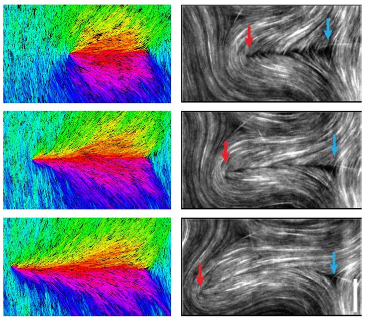 The image on the right shows three sequential images from experimental system in which +½ and -½ defects are created through a bending stability and subsequently separate. There are red and blue arrows pointing downward on each of the 3 images. The image on the left (in bright colors of red, orange, yellow, green, turquoise, blue and violet,  shows similar defect behaviors observed in dynamical simulations of a coarse grain model for the MTbased active nematics.