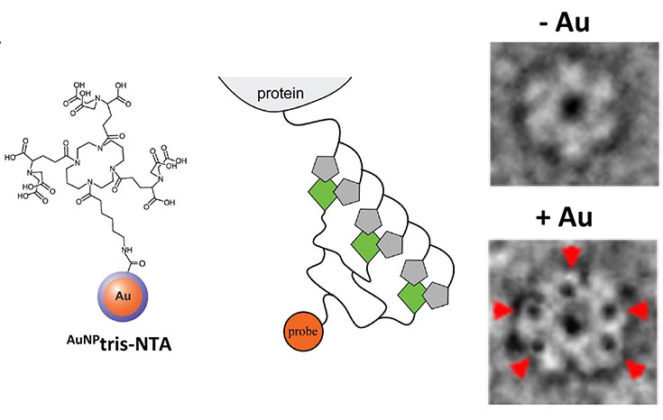 Diagram of a gold cluster conjugated to a tris-NTA scaffold. Right: 2 negative-stain electron microscopic images where the gold nanoparticles site specifically attached to the protein. In the lower image labeled +Au, red arrows point to dense black spots on the image. The upper image is labeled -Au.