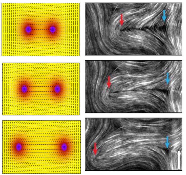 The image on the right shows three sequential images from experimental system in which +½ and -½ defects are created through a bending stability and subsequently separate. The image on the left shows similar defect behaviors observed in the numerical solution of the non-equilibrium dynamical theory.