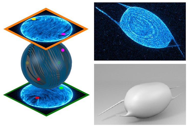 Left: 3D reconstruction of an active nematic vesicle.  Motile defect oscillate between planar and tetrahedral configuration. Right: Tuning vesicle tension through osmotic stress induces formation of four fillopodia-likje structures.
