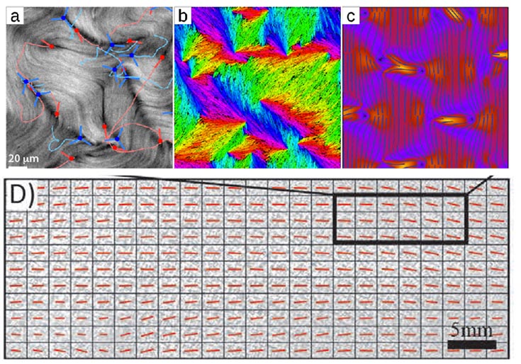 Figures A-C: Observation of topological defects in experimental and model active nematics.  Fig D: An LC-PolScope image of a microtubule sample with dimensions 6cm x 2cm is shown 