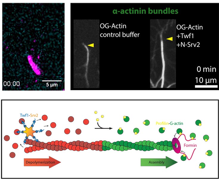Pictures from the microscope showing OG-Actin control buffer and OG_Actin +Twf1+N-Srv2.  Also a diagram showing depolymerization and Assembly.