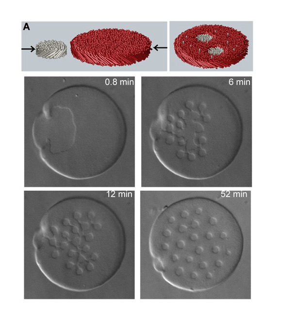 Diagram of chiral colloidal rods and 4 images of the experiment at 0.8 min, 6 min, 12 min and 52 min.