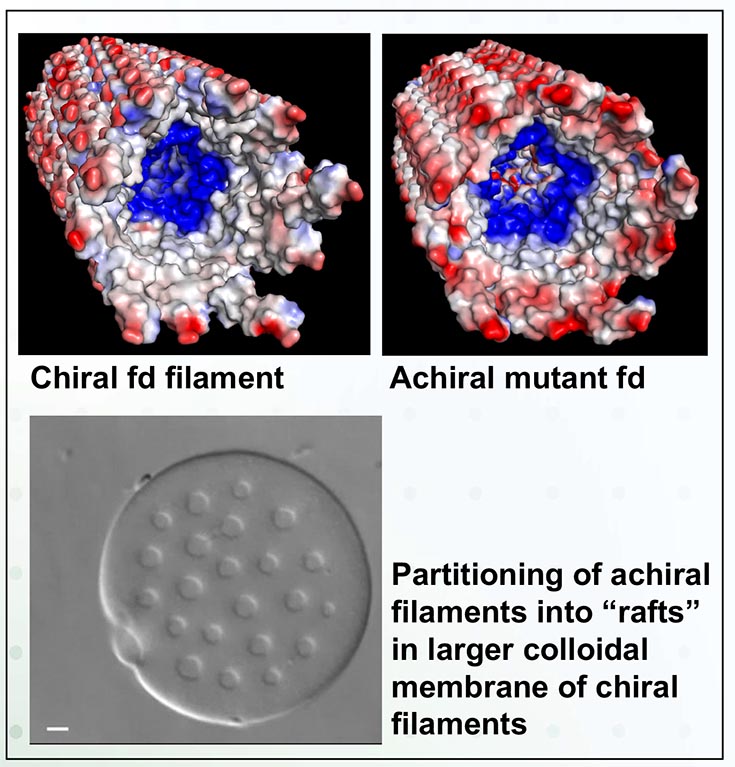 Three images, labeled respectively: "Chiral fd filament," "Achiral mutant fd," and "Partitioning of achiral filaments into 'rafts' in larger colloidal membrane of chiral filaments."