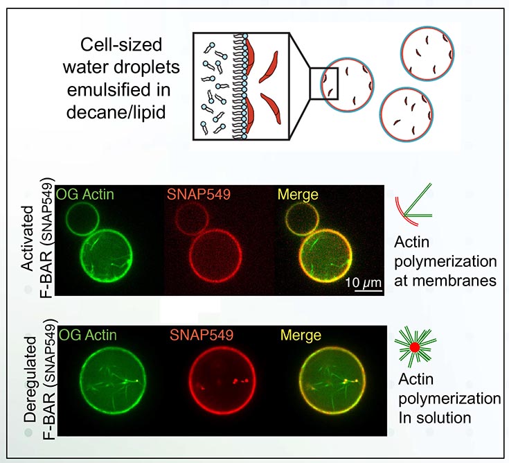 Diagram at the top shows cell-sized water droplets emulsified in decane/lipid.  Below it are 2 images. Upper image is labeled: Actin polymerization at membranes. The left side of the image is labeled "Activated, F-BAR (SNAP549). The lower image is labeled "Actin polymerization in solution. The left side of the image is labeled "Deregulated F-BAR (SNAP549)