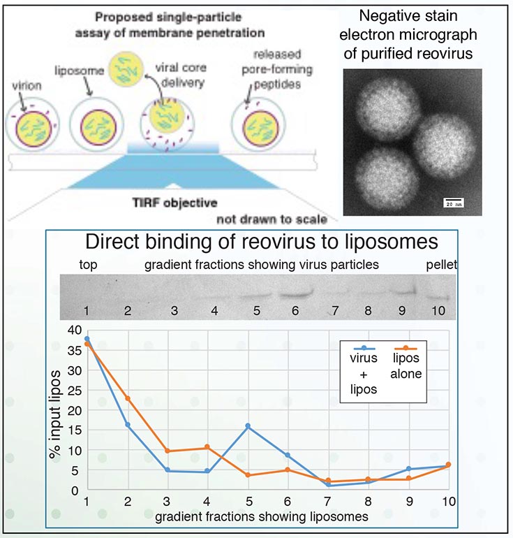 Line graph titled Direct binding of reovirus to liposomes; gradient fractions showing virus particles"  with y-axis labeled "% input lipos" and the x-axis labeled "gradient fractions showing liposomes. Also a diagram titled "Proposed single-particle assay of membrane penetration" and an image titled "Negative stain electron micrograph of purified reovirus."