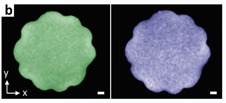 Image of a scalloped colloidal membrane, whose edge had periodically undulating 3D structure. The membrane is assembled from a mixture of one-micron long rods of opposite chirality, so that its effective net chirality is zero. Both rods are fluorescently labeled with two distinct dyes. The two images illustrate that the rods are uniformly mixed throughout the membrane interior. Scale bar is 3 microns.