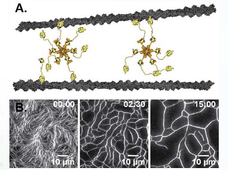 (A) The hexameric structure of the Srv2/Abp1 actin crosslinker allows for non‐canonical interactions. (B) Actin filaments are confined to a 2d interface re‐organized by Abp1/Srv2 into a coarsened cellular network.