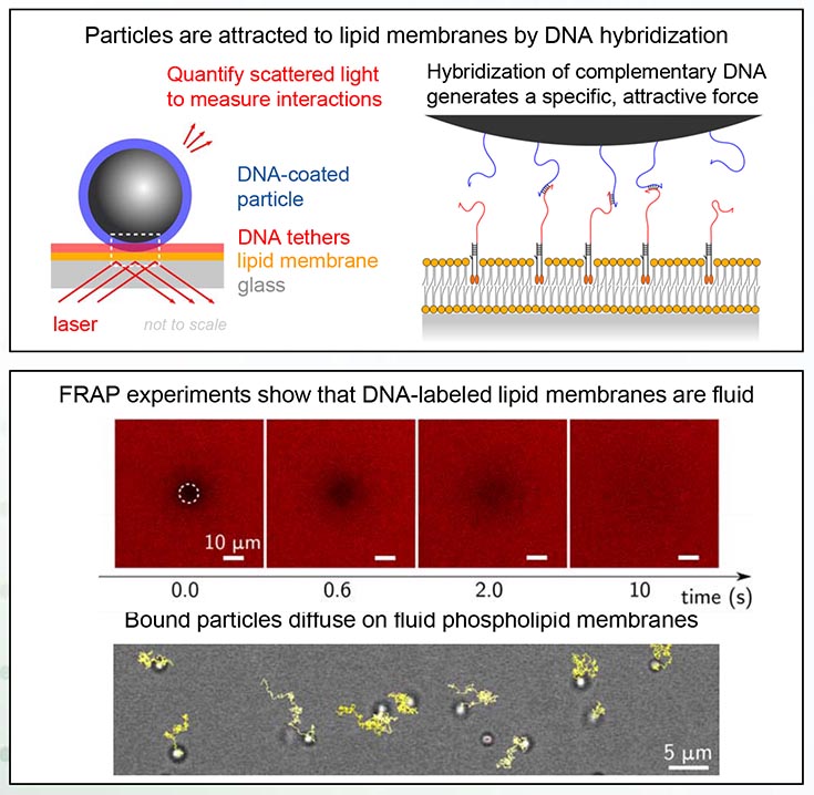Top image, titled: Particles are attracted to lipid membranes by DNA hybridization, has 2 diagrams. Left is labeled "Quantify scattered light to measure interactions" and has cojmpnents labeled as "DNA-coated particle," DNA tethers, lipid, membrane glass and laser." Right diagrame is titled "Hybridization of complementary DNA generates a specific attractive force.'  Lower image is titled "FRAP experiments show that DNA-labeled lipid membranes are fluid." Text below says: Bound particles diffuse on fluid phospholipid membranes."