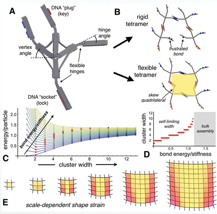 Five diagrams, labeled as follows: (A) Finite-element simulation of DNA origami vertex particle, cylinders depicting base-paired double strands; (B) Angular geometry frustrates bonds and requires cluster deformation; Size-dependent energy/particle (C) predicts self-limiting domains (D) due to the accumulation of shape strain (E) 