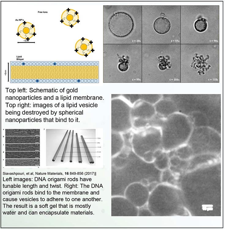 Schematics of gold nanoparticles and a lipid membrane, images of a lipid vesical being destroyed by spherical particles that bind to it, and images of DNA origami rods.