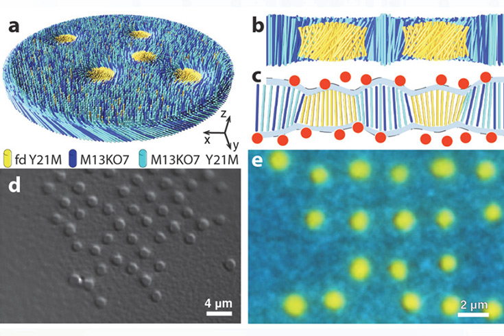 Four colloidal rafts