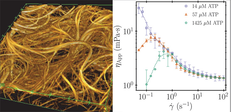 Active gels, microtubule