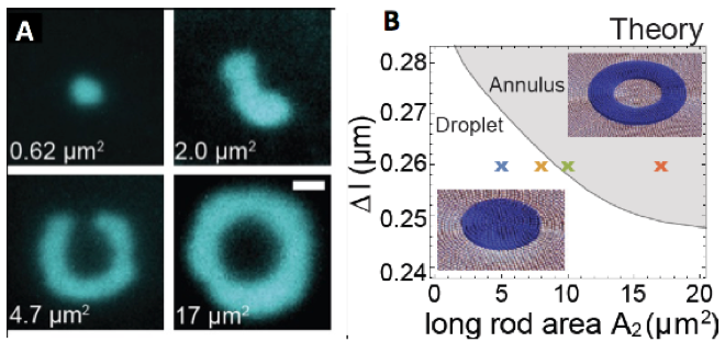 Spontaneous curvature of domain edges in colloidal membranes
