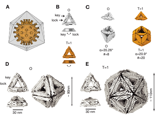 DNA origami shells