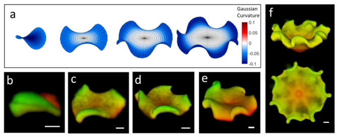 Explaining Theory and Experiment on self-limited sized membranes