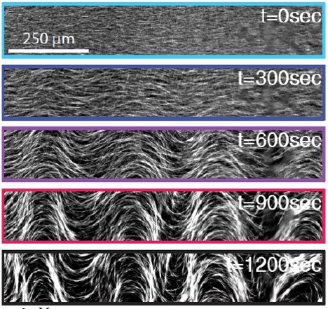 Showing 3D active nematics.