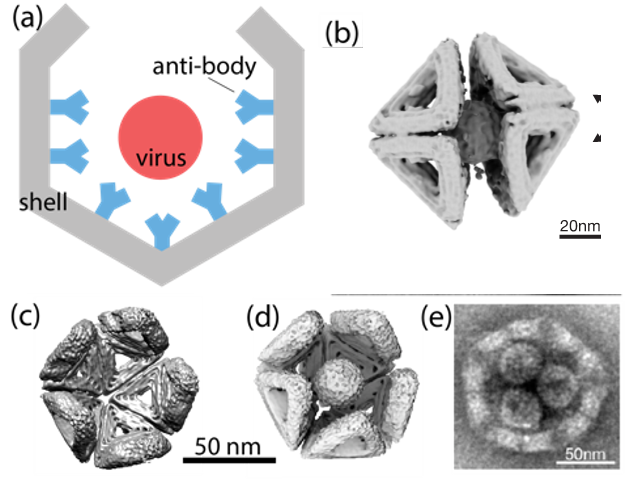 DNA origami shell assembled around a viru