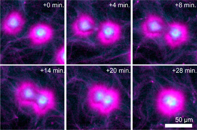 Self-assembly of onion-like layered asters.