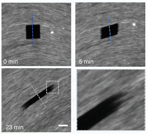 Photographs of fluorescently labeled microtubules forming an active nematic.