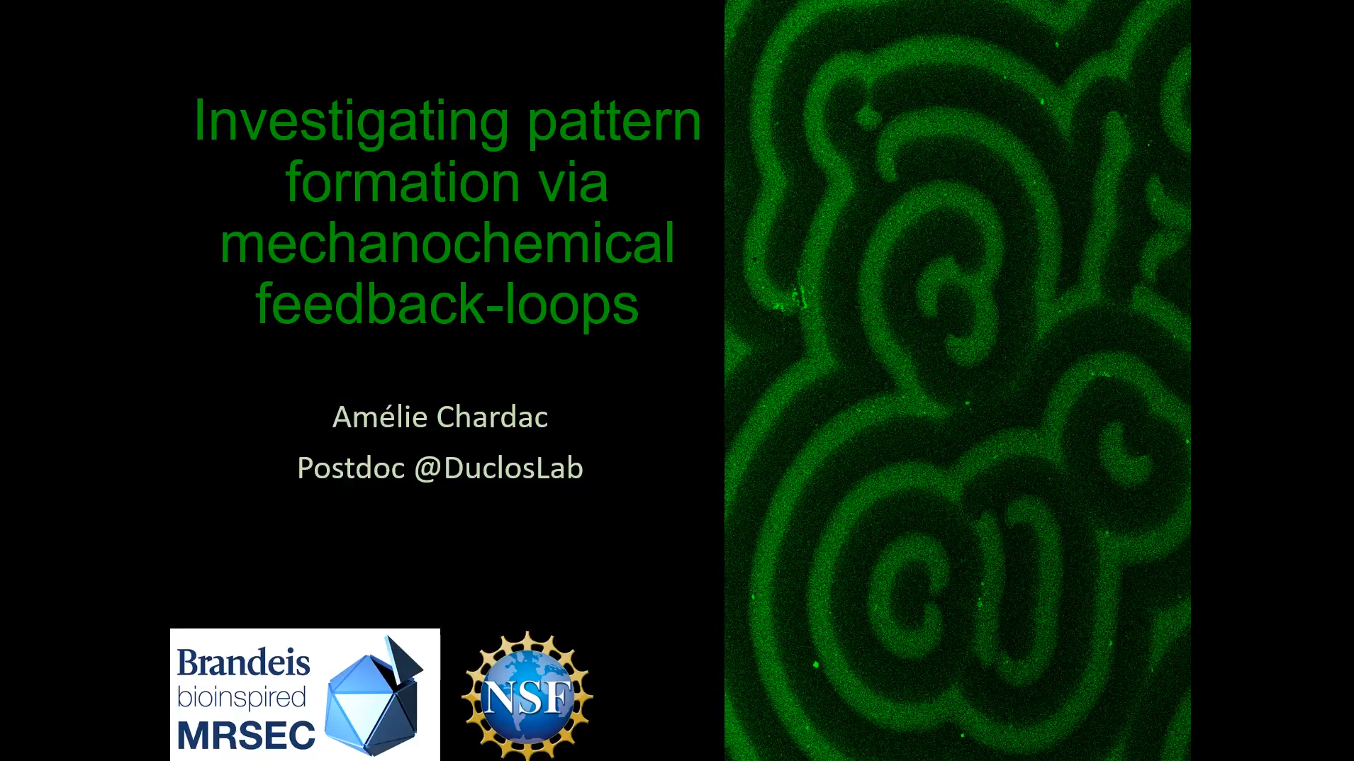 2022 Runner Up: Postdoc Dr. Amélie Chardac for "Investigating pattern formation via mechanochemical feedback-loops"