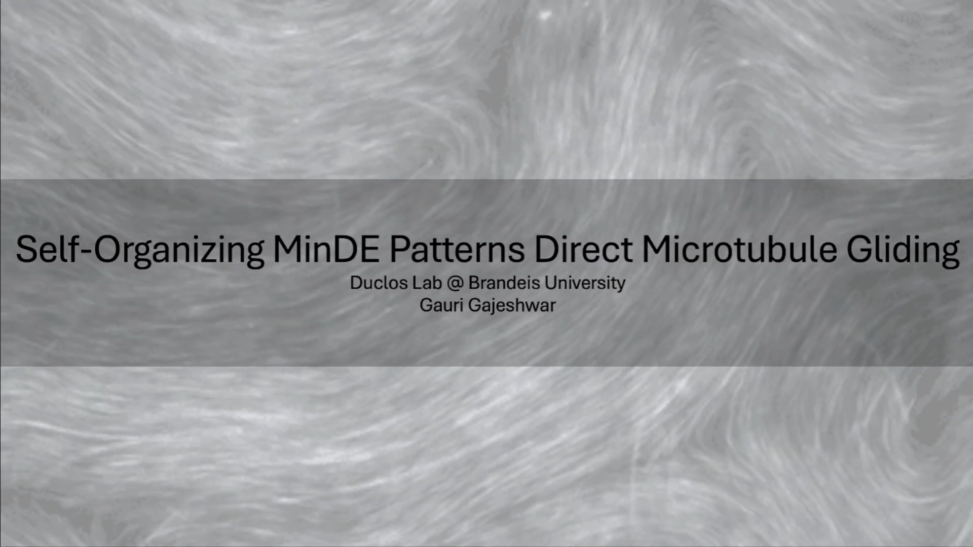 Self-Organizing MinDE Patterns Direct Microtubule Gliding by Gauri Gajeshwar