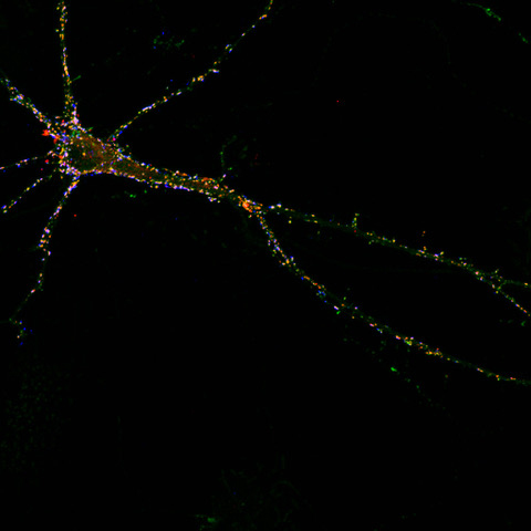 Turrigiano research image-Demo max intensity projection