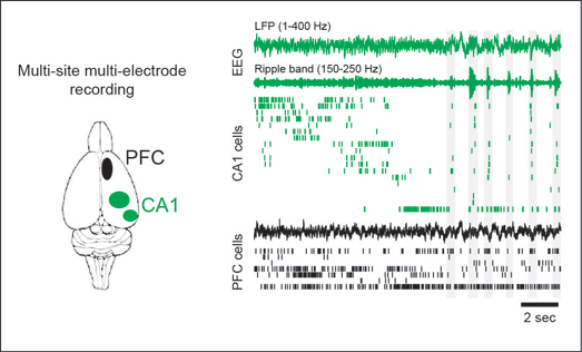 Simultaneously recorded EEG and spiking activity from neurons in the prefrontal cortex and CA1 region of the hippocampus during spatial learning.
