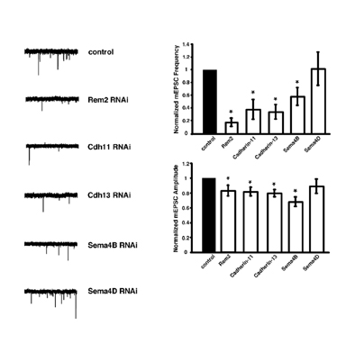 Paradis lab has isolated 5 new genes that are required for the proper development of excitatory and/or inhibitory synapses.