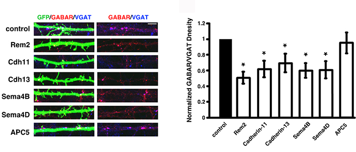 Paradis lab has isolated 5 new genes that are required for the proper development of excitatory and/or inhibitory synapses.