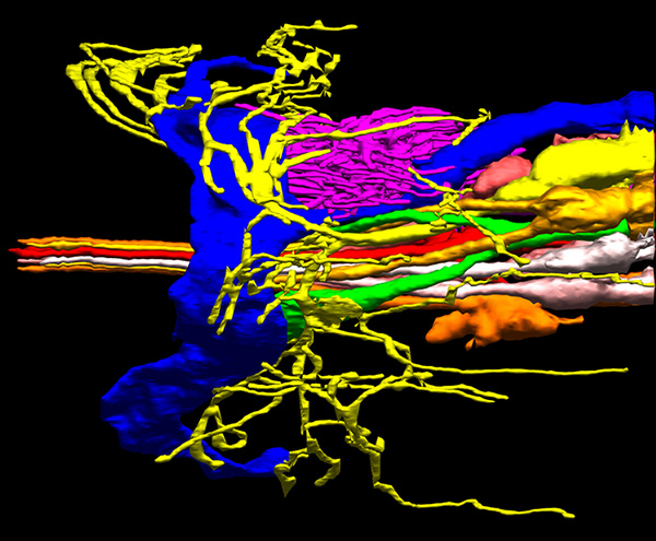 Sensory neuron cilia in C. elegans