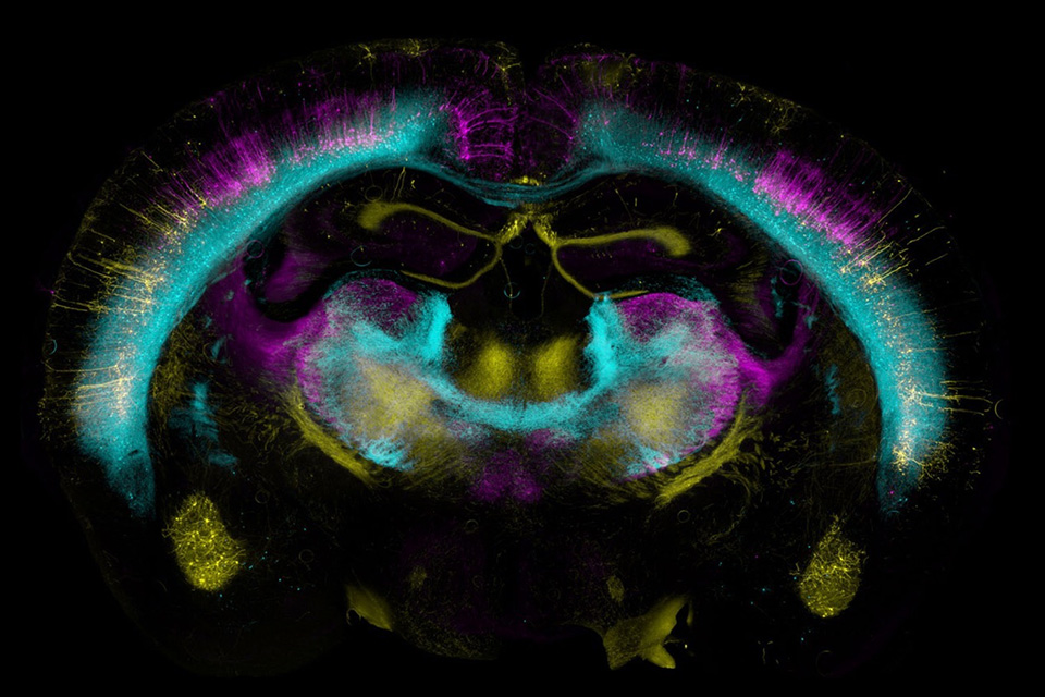 Genetically labeled cortico-thalamic neurons in enhancer trap mice developed at the Brandeis University Transgenic Facility by Yasuyuki Shima, Sacha Nelson and colleagues. For more details see Shima et al. 2016