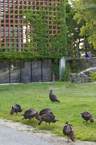 turkeys at brandeis