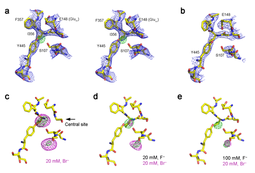 F-binding