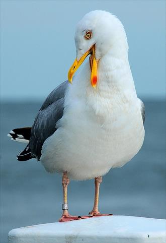 seagull