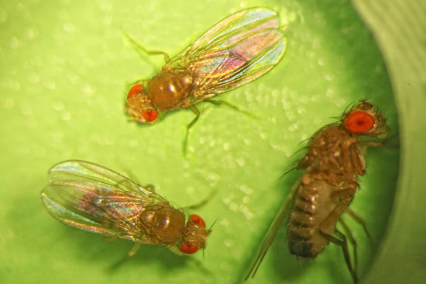 Fruit flies