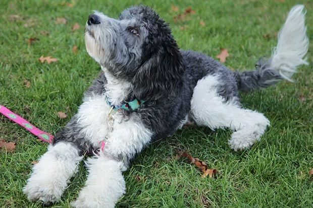 Lily the therapy dog