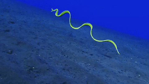 Eel undulating under the sea. 