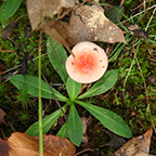 small mushroom with pink center