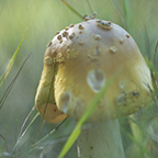 mushroom with domed brown cap
