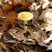 small yellow mushroom in brown leaves