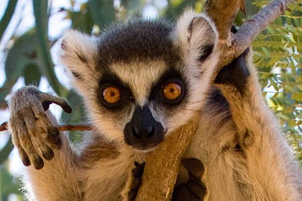 A lemur