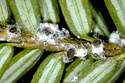 tiny sap-sucking woody adelgid bugs do damage to an eastern hemlock