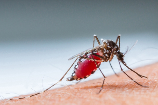 a mosquito with a blood-filled abdomen sitting on human skin