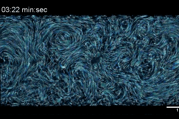 Image of the swirl -- microtubule and kinesin proteins moving together