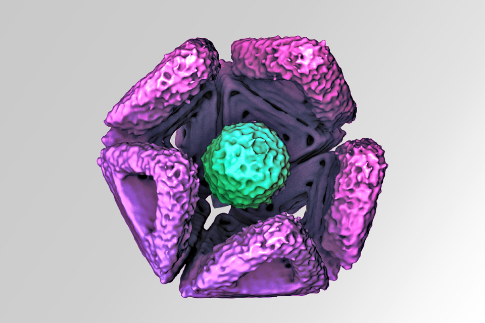 A rendering of cryo-electron microphotograph.