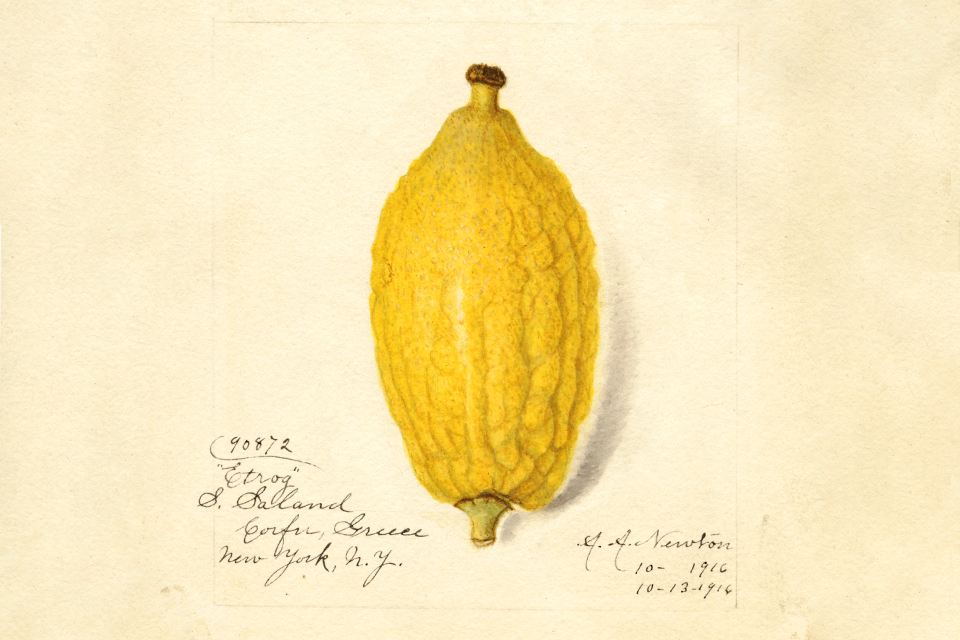 Drawing of an etrog, a lemon-like citrus fruit