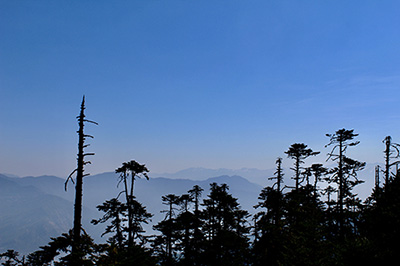 Bhutan forest 